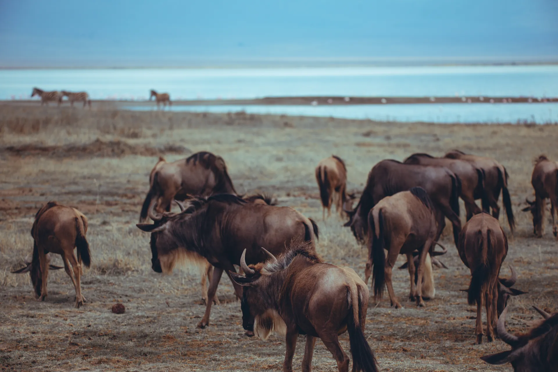 Wildebeest herd on an East African safari plain